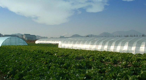 赵县大观圣作之碑