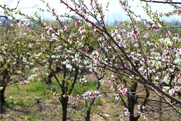 桃花源生态农庄