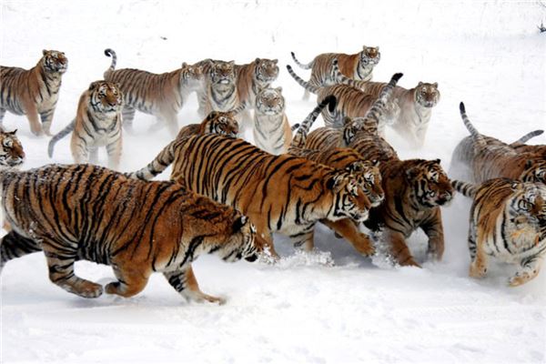 横道东北虎林园