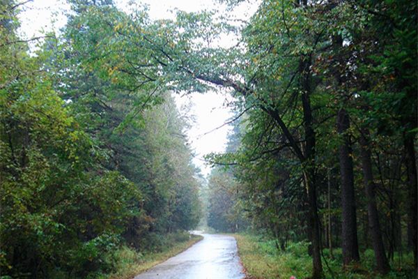 桶子沟原始天然红松母树林景区