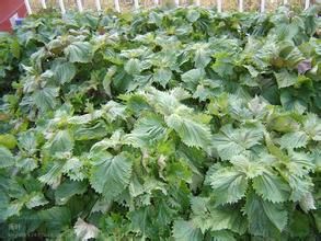 苏子湾环保教育基地