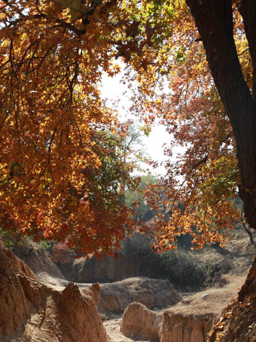 圣迹山千年古枫林