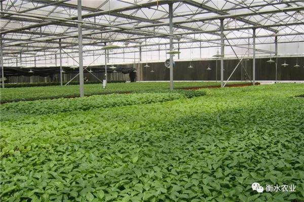 衡水邓庄农业科技示范园