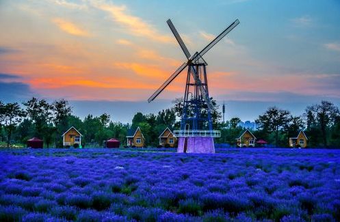 北宗黄酒薰衣草庄园