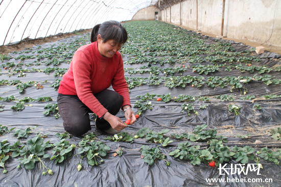 祥康生态采摘园