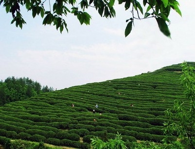 龙王垭观光茶园旅游区