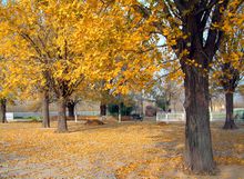 港上国家银杏博览园