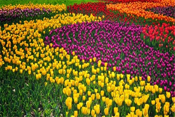 北京国际鲜花港