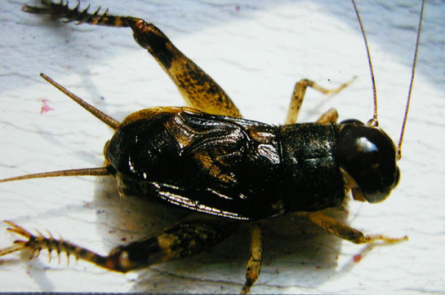 宁阳蟋蟀民俗旅游区