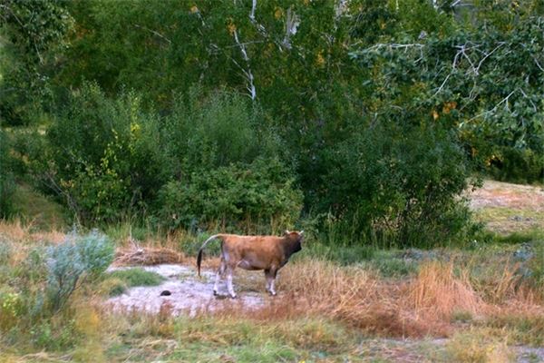 那孜─确鹿特草地自然保护区