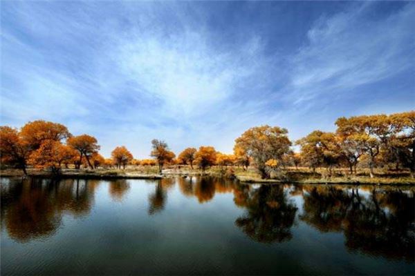 叶尔羌河胡杨林公园