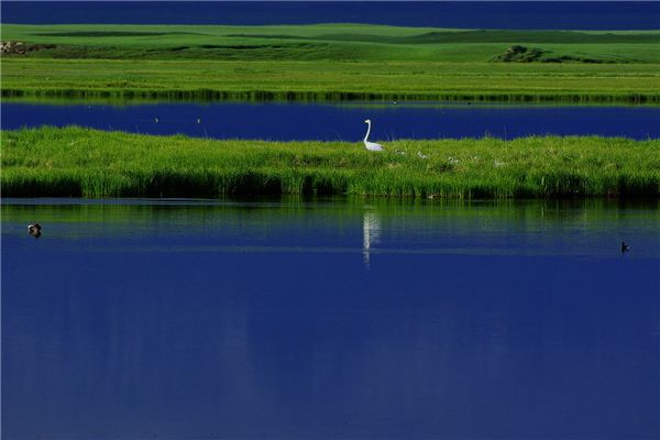 巴音布鲁克天鹅湖