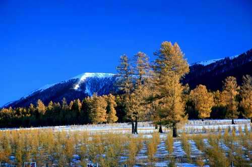 伊吾苇子峡野杏林