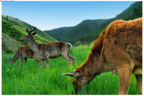 寿鹿山国家森林公园