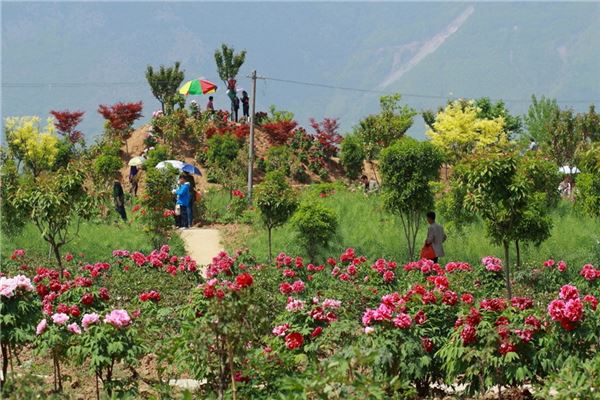 汉中牡丹园