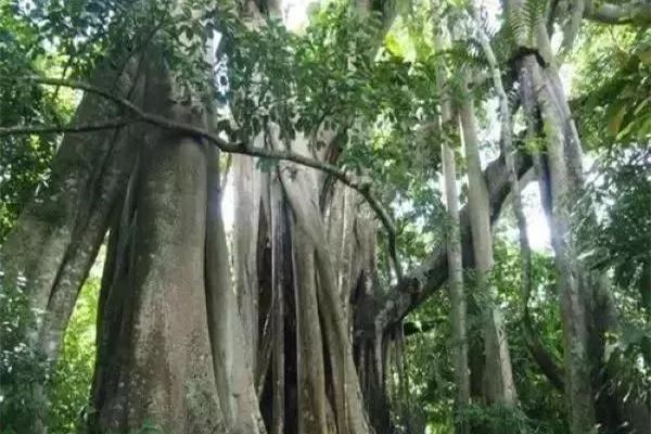 佤山榕树王