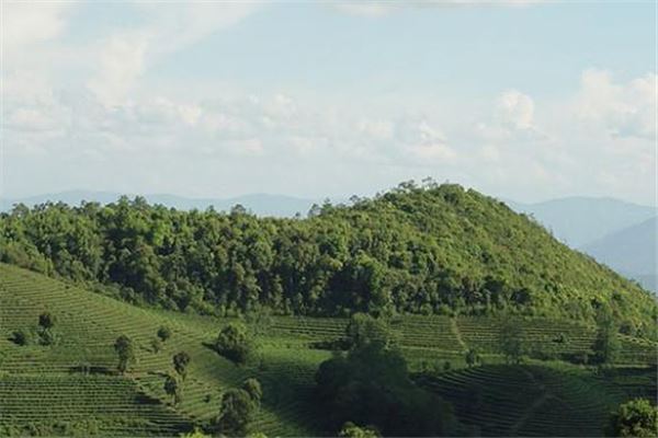 高香生态茶文化旅游区