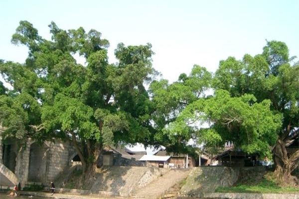 榕江古榕风景名胜区