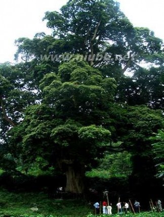 千年神树(楠木王)