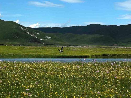 阿坝川西北大草原