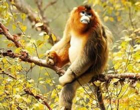 白河金丝猴自然保护区