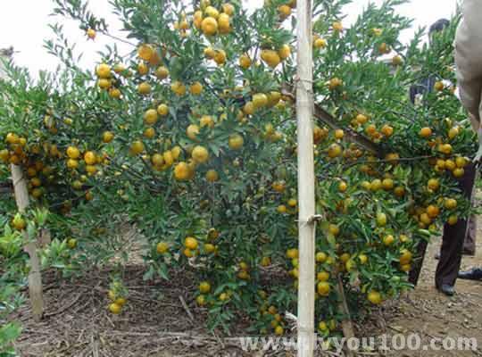 金满园休闲观光果园