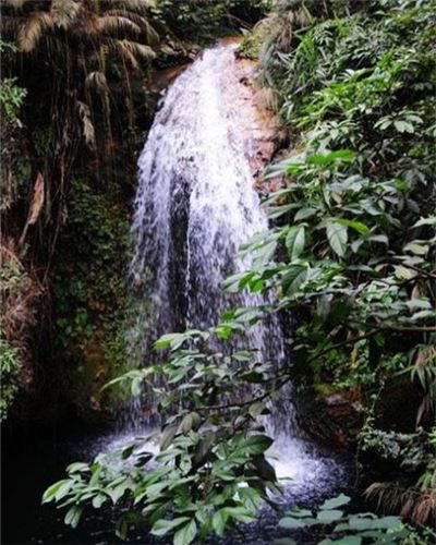 鼎湖山蝴蝶谷原始雨林