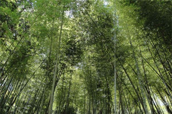 桂东南华青青竹林