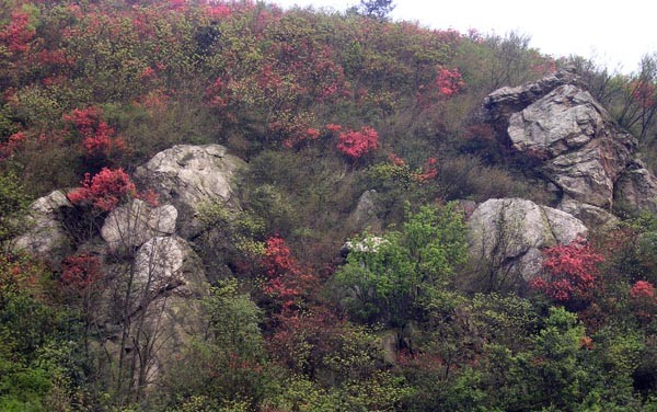 紫金山森林公园