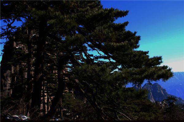 小林海(黄山松原始林)