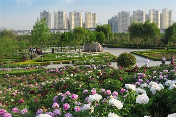 中国国家牡丹园