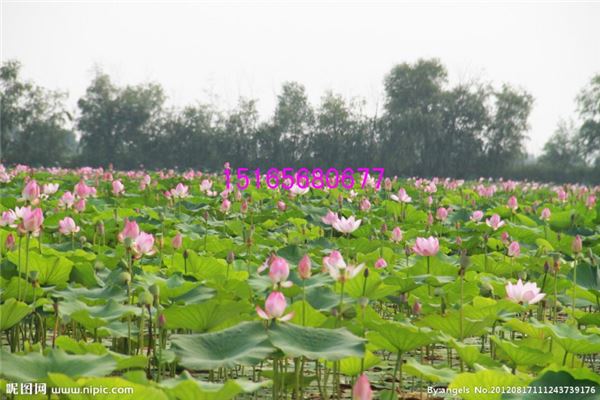石桥万亩荷花园