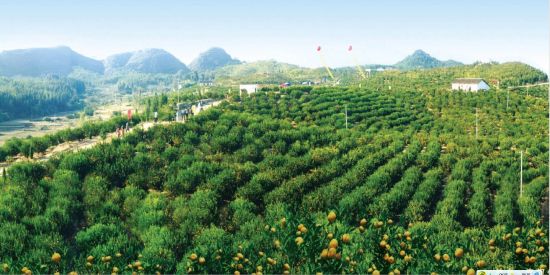 罗里石蜜桔生态园