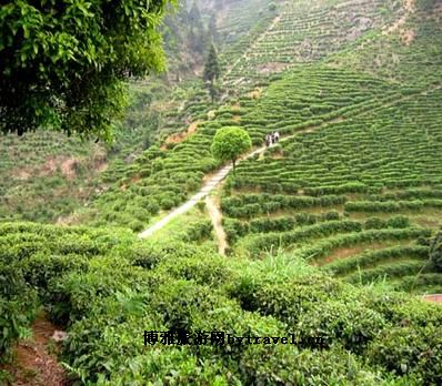 观光茶园
