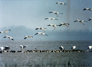 共青城湿地候鸟保护区